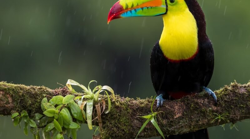 Opium Bird: Unveiling the Mysteries of a Rare Avian Species